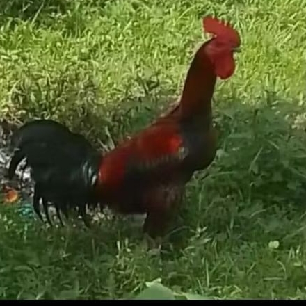 ayam pelung dewasa x1