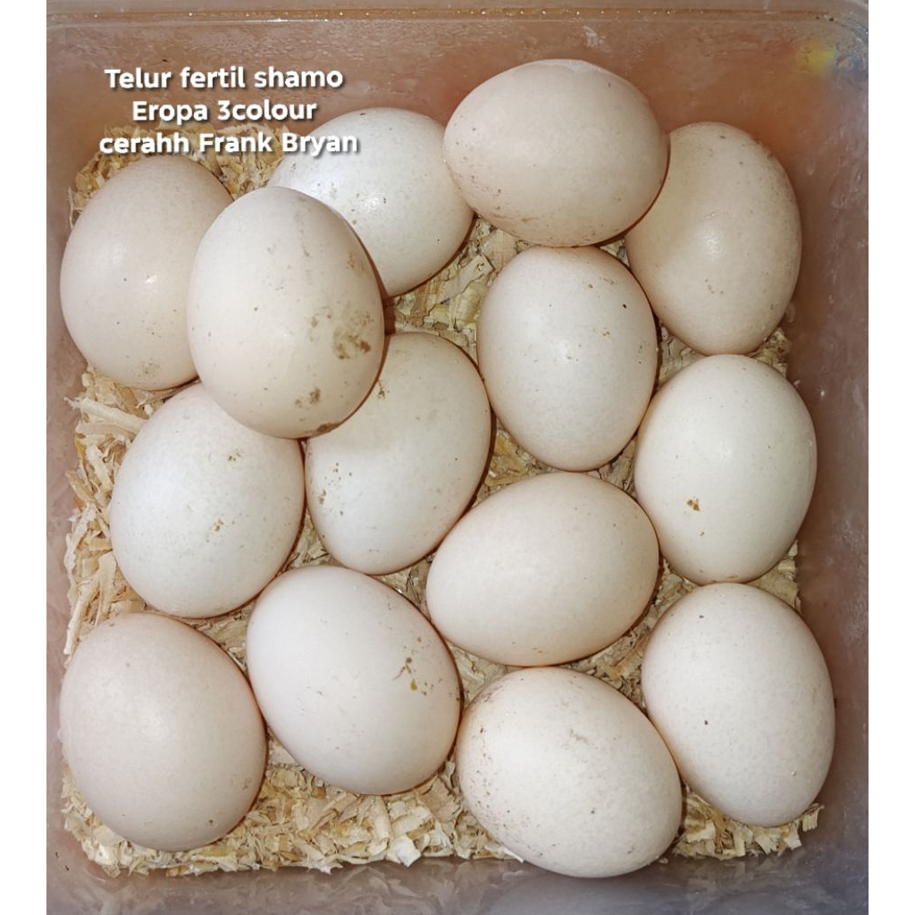 Telur fertil ayam shamo Eropa 3colour ori
