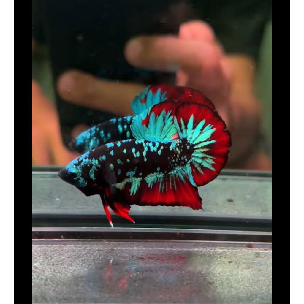 Cupang  Hmpk Avatar Top Grade