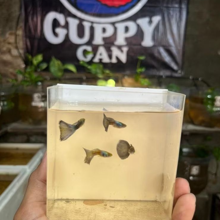 hiasan akuarium GUPPY HB BLUE indukan