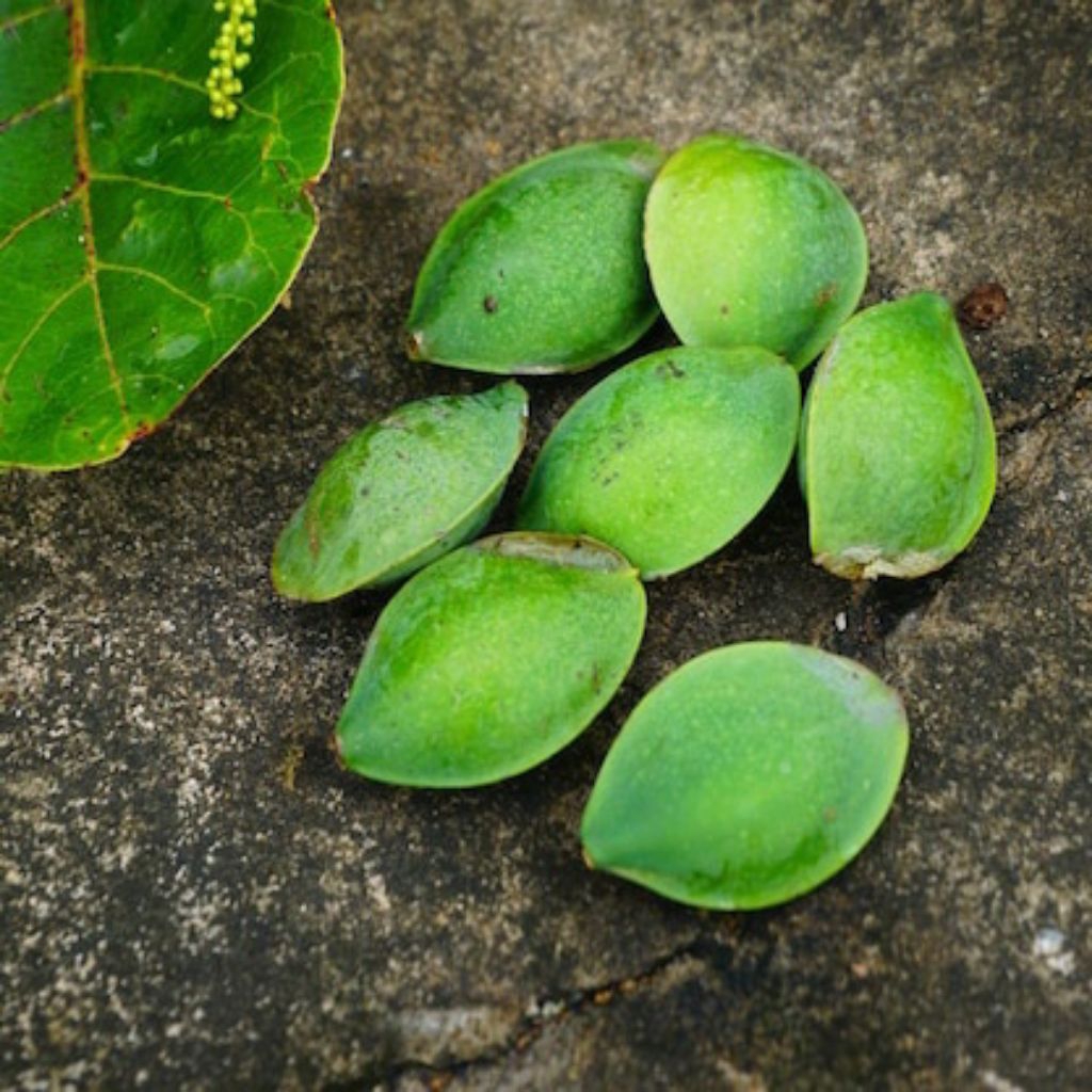 Buah Ketapang Segar Asli 25 Biji - Buah Ketapang Pilihan Untuk Herbal & Kesehatan