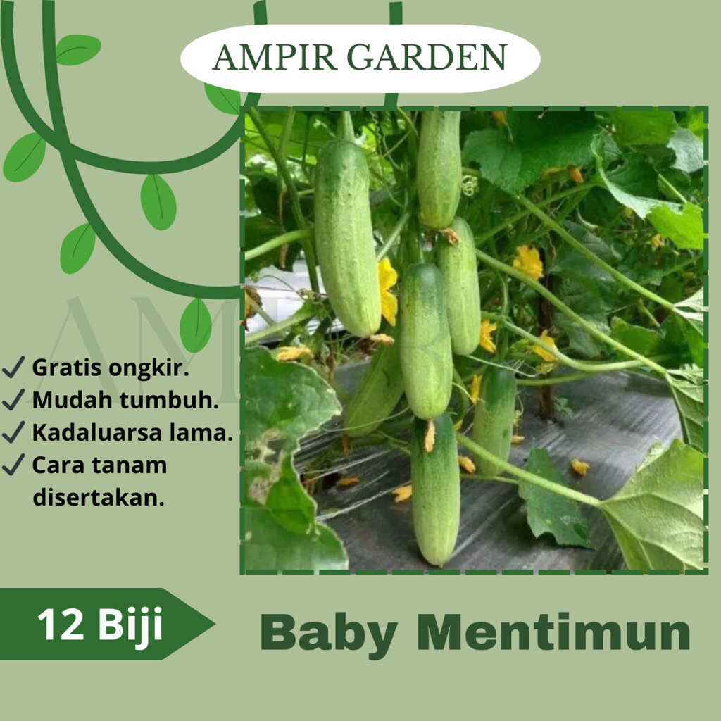 12 Biji Benih Timun Baby / BABY MENTIMUN F1 - Bibit Benih Tanaman Sayuran Timun Mini Lalap