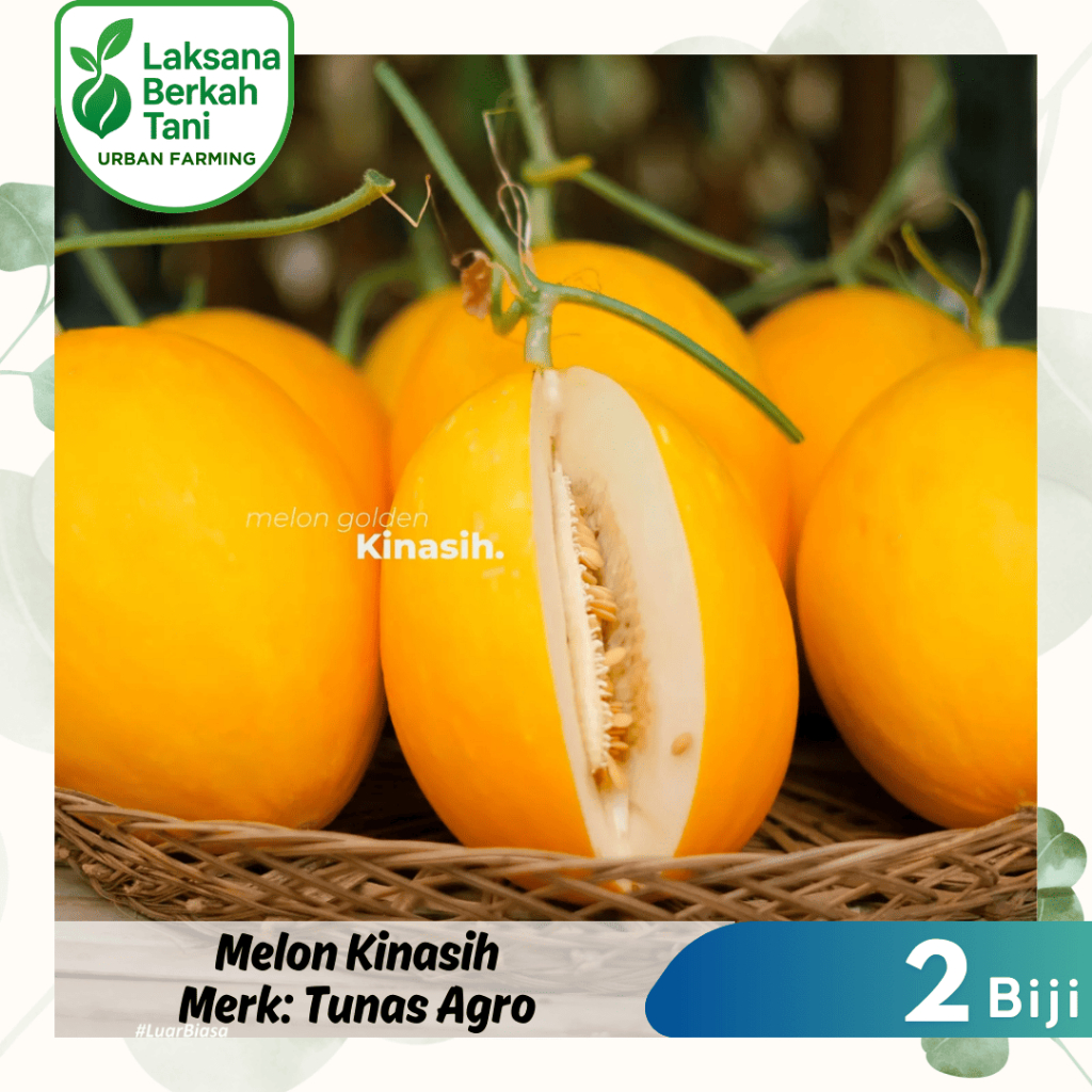 2 Biji Benih Melon Golden KINASIH Tunas Agro