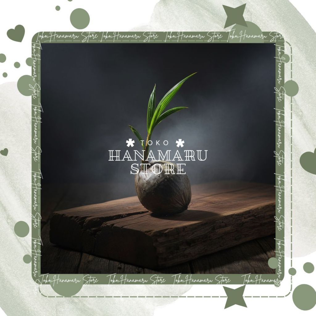 Bibit Kelapa Wulung l Kelapa Wulung Hijau Asli