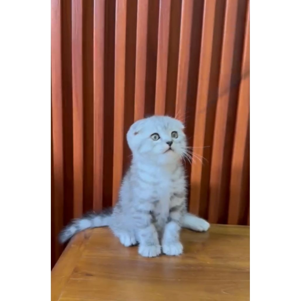 Scootish fold jantan