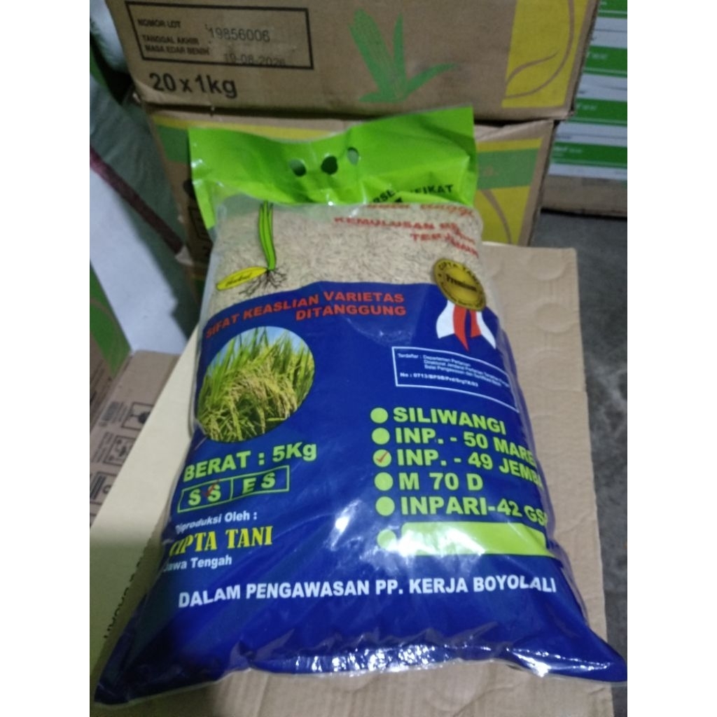 BENIH PADI INPARI 49 JEMBAR