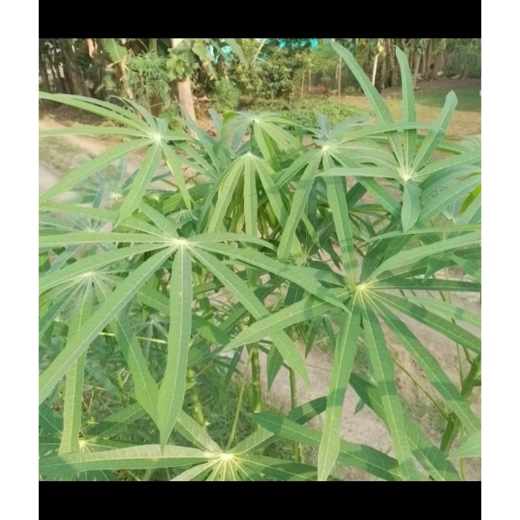 bibit stek ketela sayur/ ketela pohon