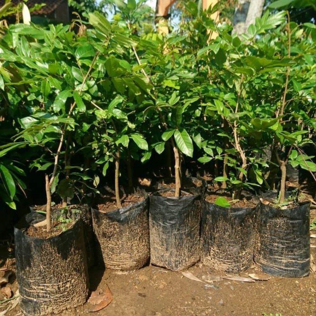 bibit tanaman kelengkeng New Cristal hasil (okulasi) cepat berbuah