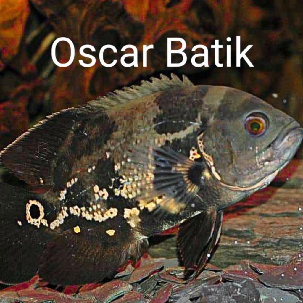 oscar tiger batik