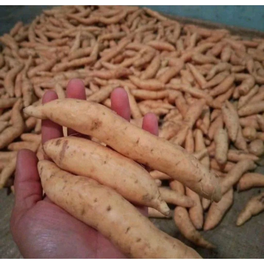 UBI CILEMBU BERKUALITAS UKURAN KECIL 1 kg ubi simanis madu manis legit  Pulen halus lembut