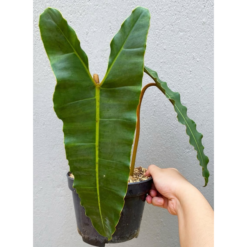 Philodendron kabel busi billietiae murah - bibit bonggol asli