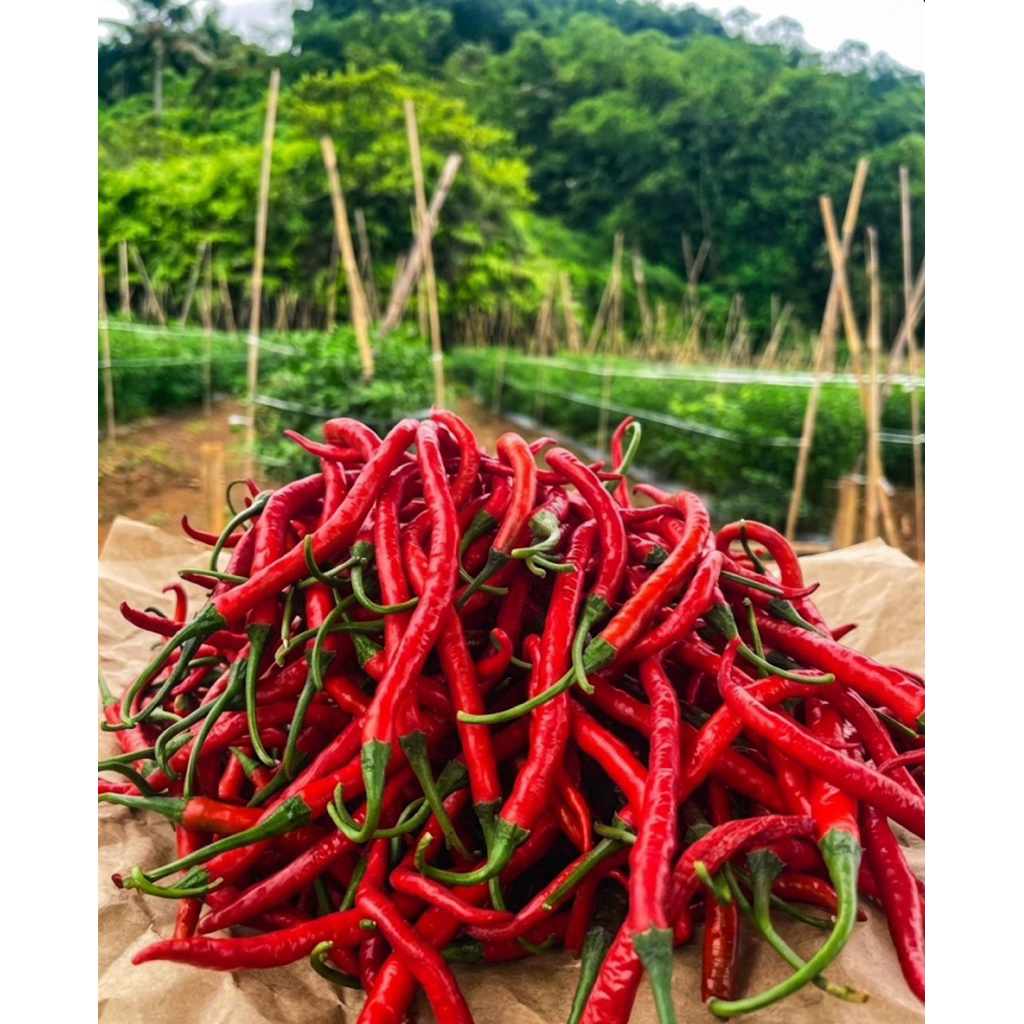 cabai kritng merah 1 kg