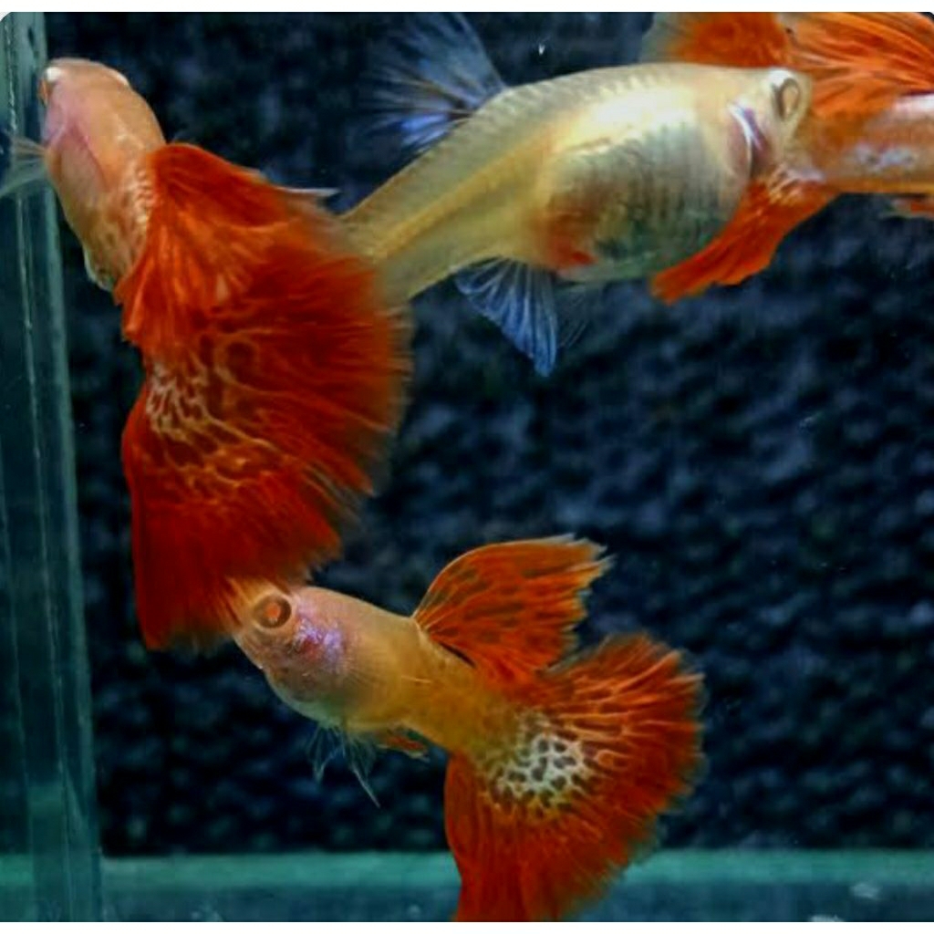 guppy albino AMSSRT (Albino Metal Snake Skin Red Tail) sepasang