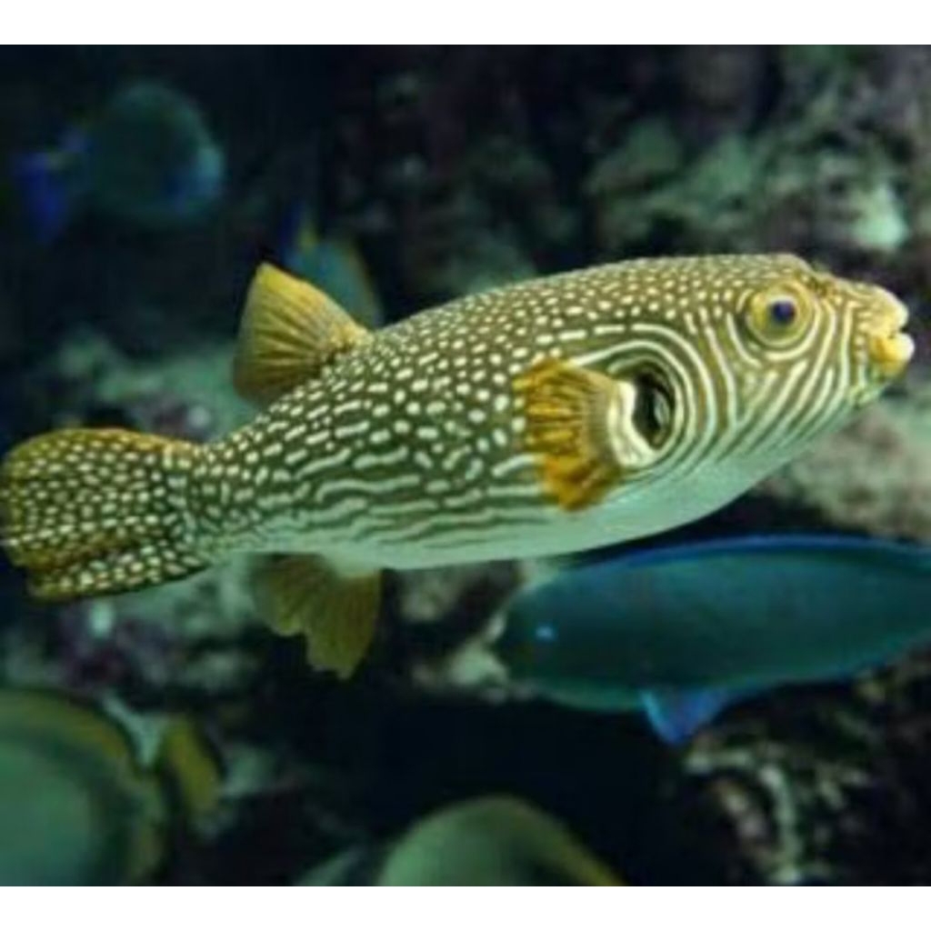 ikan buntal retic sudah air tawar