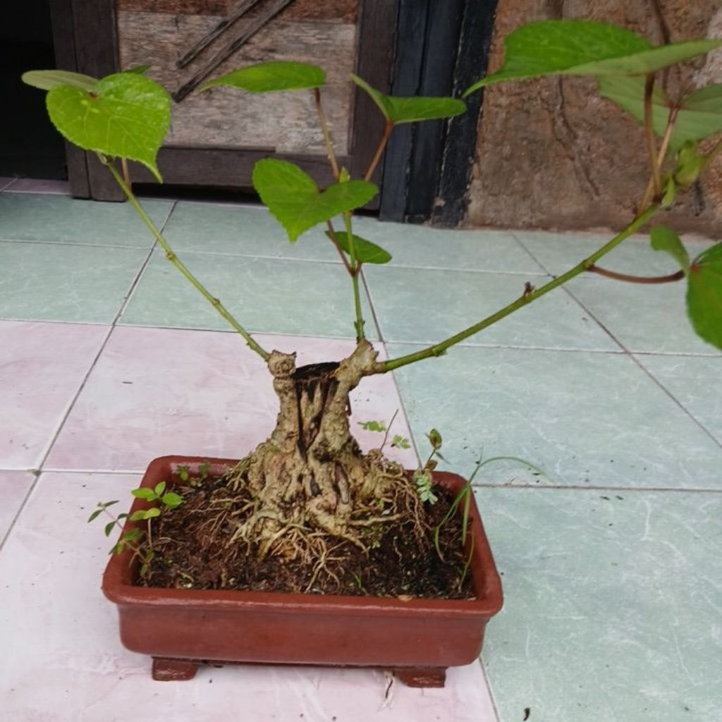 bonsai waru taiwan