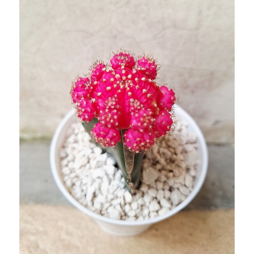 Kaktus Grafting Import Siap Tanam