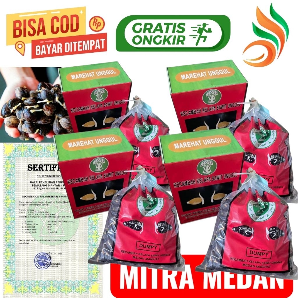 Bibit benih kecambah sawit unggul MAREHAT DUMPY+ Bersertifikat resmi isi 250 butir