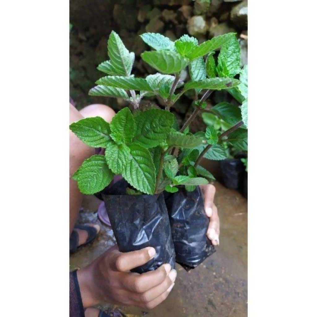 paket hemat 4 bibit tanaman cincau hitam terlaris siap tanam