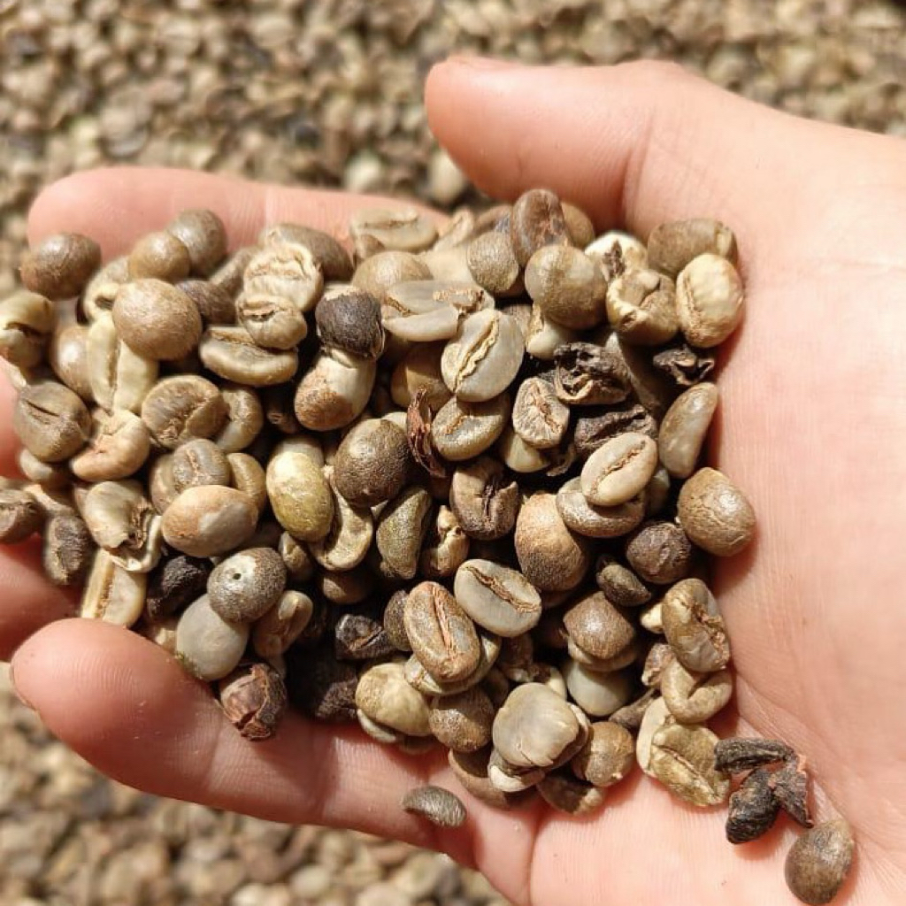 ROBUSTA ASALAN KERINCI (Grade 3)