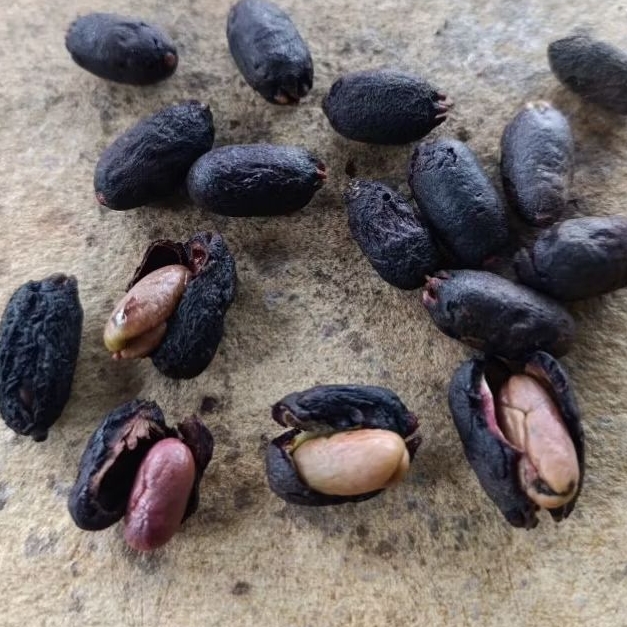 biji cengkeh zanzibar 1 kg  biji cengkeh untuk semai