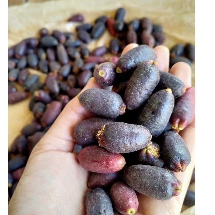 BIJI CENGKEH ZANZIBAR | 1KG BIJI CENGKEH SEMAI