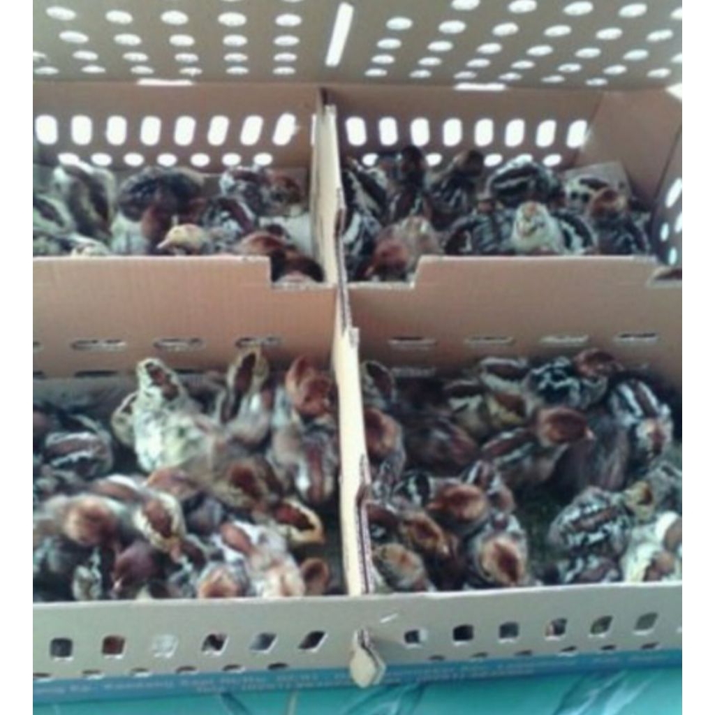 Grosir DOC AYAM ARAB per-Box Sudah Vaksin isi 102 ekor