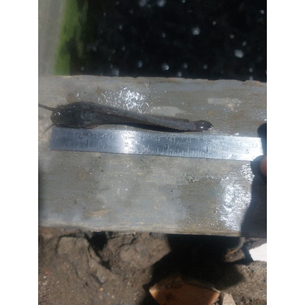 Paket 100 ekor Bibit ikan lele - Ukuran 10-11cm / Siap Tebar / Berkualitas & Murah