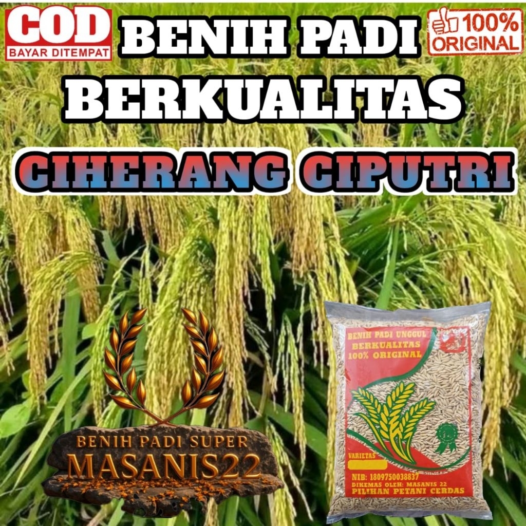 BENIH PADI CIHERANG CIPUTRI SUPER KEMASAN 5KG