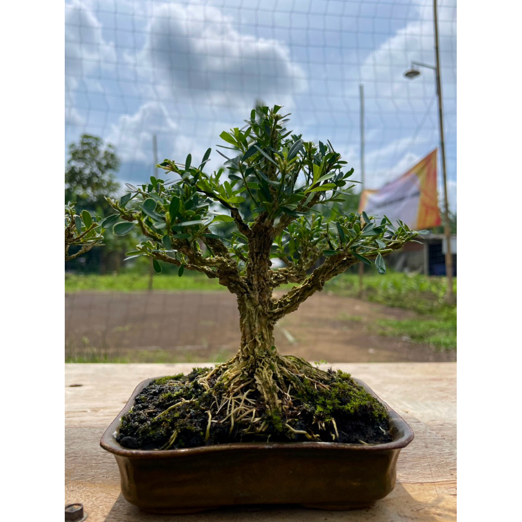 Bonsai mame siap pajang