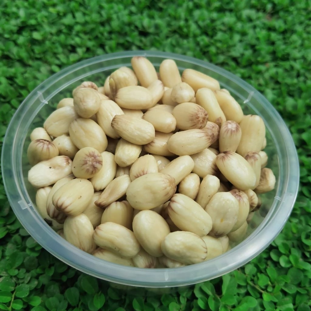 BIJI JARAK FERMENTASI 100 BIJI