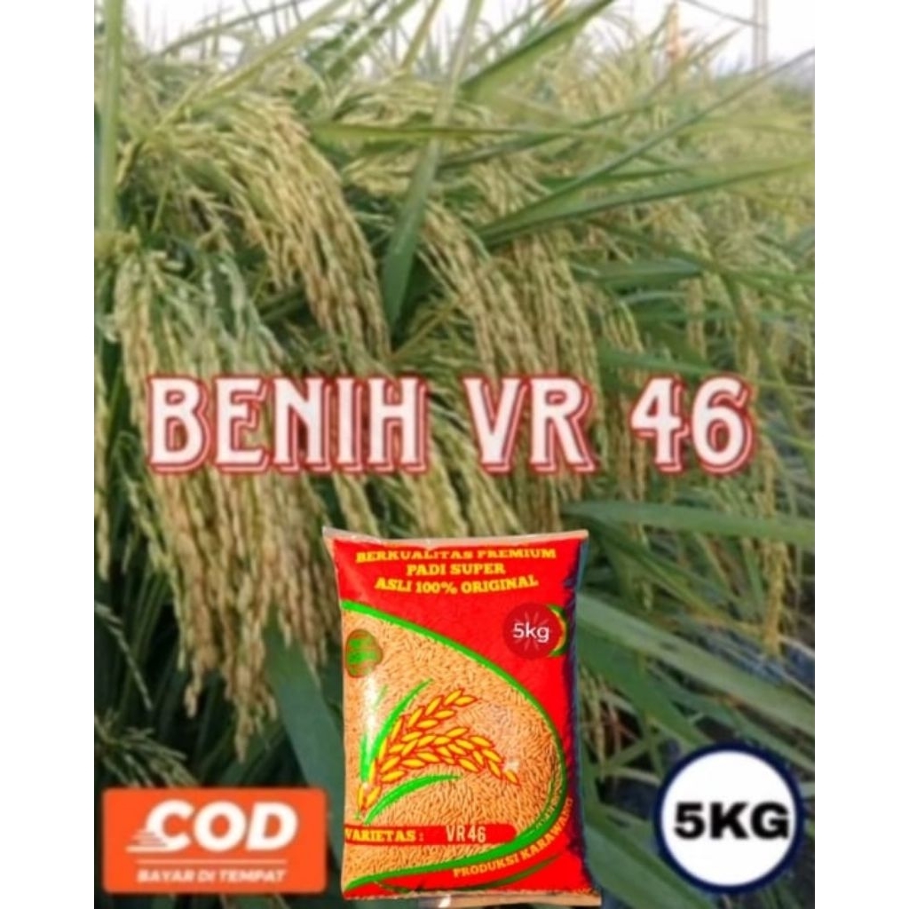 BENIH PADI VR 46 KEMASAN 5KG