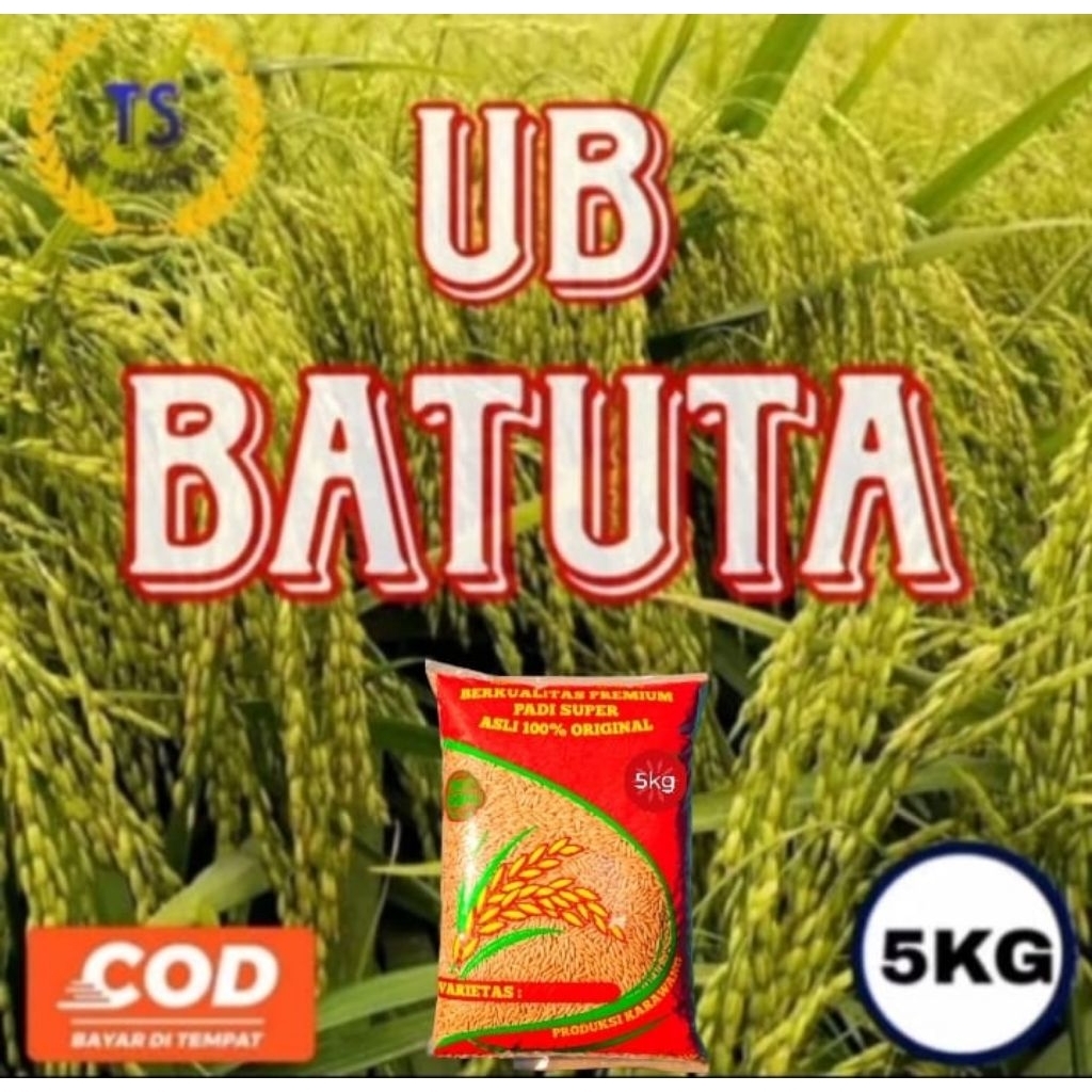 (COD) BENIH PADI UNGGUL UB BATUTA KEMASAN 5KG