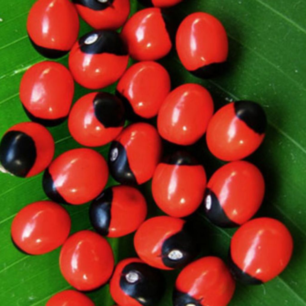 40 BUTIR BIJI SAGA RAMBAT / SOGOK TUNTENG