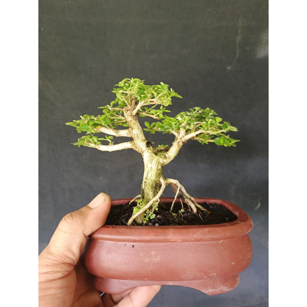 sancang mame, sudah rimbun, pot semen