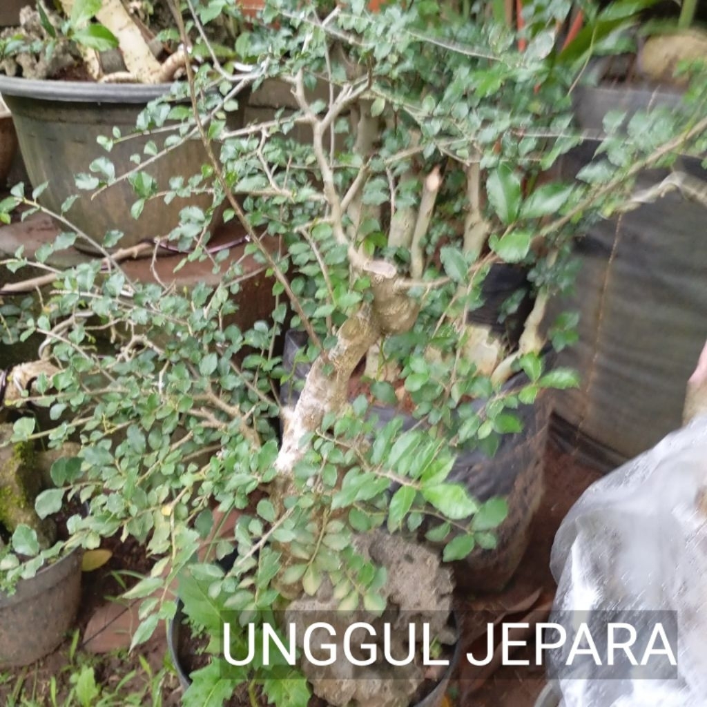 BONSAI SERUT KARAKTER