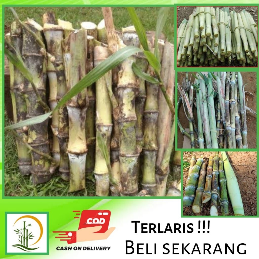 Bibit Tebu Telur/Terubuk Tebu Endog 10btg