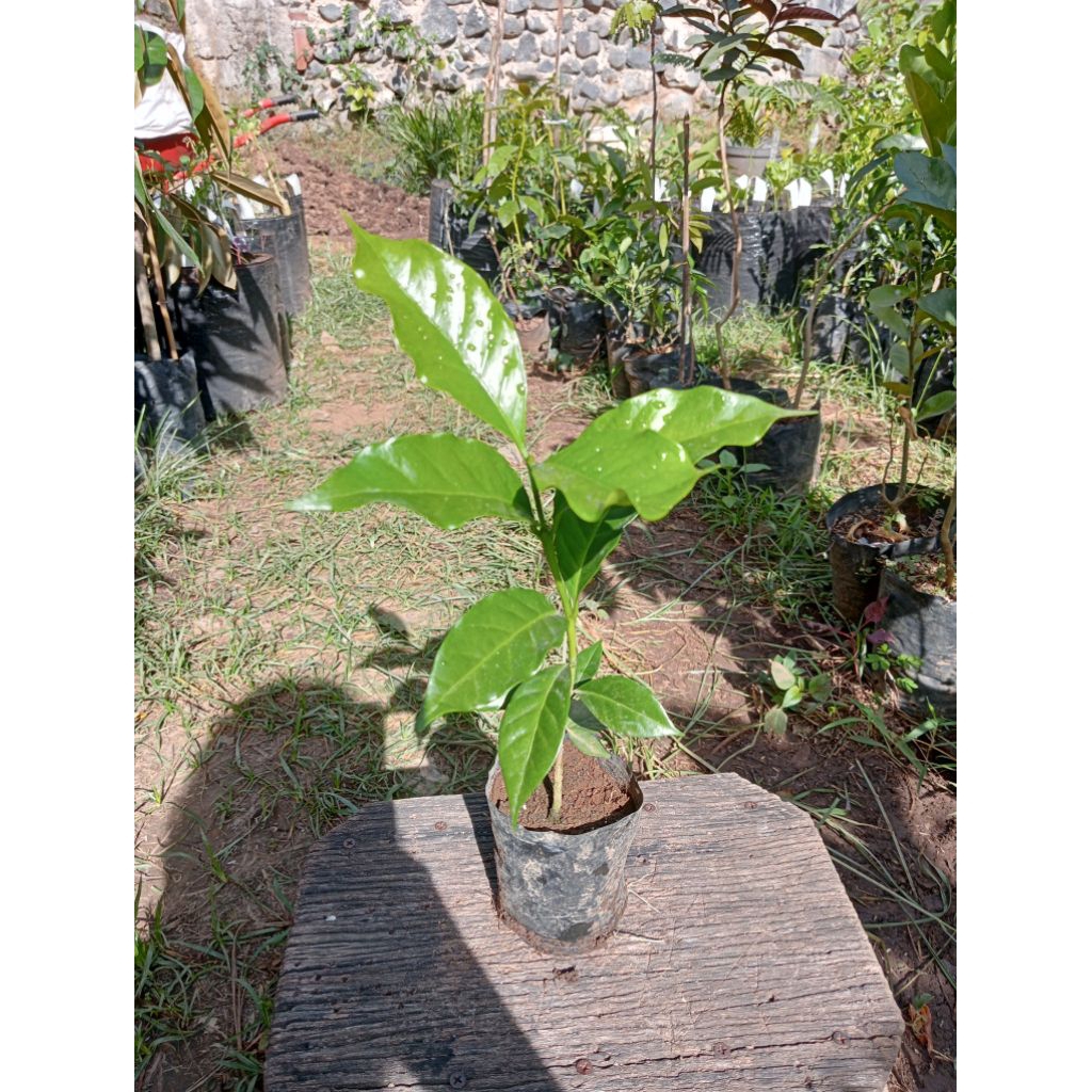 Bibit Kopi Arabica