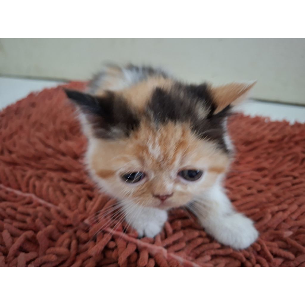 Kucing Persia Exotic Shorthair