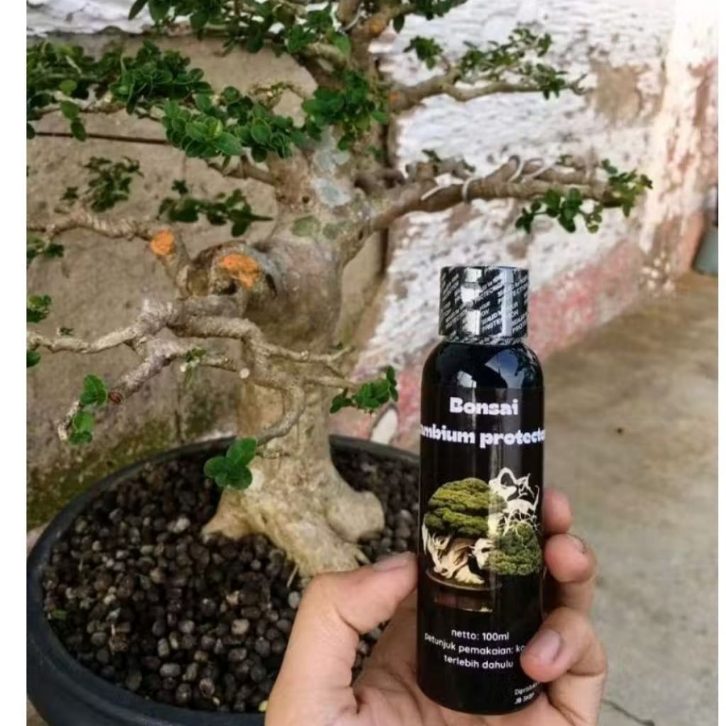 SALEP KAMBIUM BONSAI PREMIUM/SALEP KAMBIUM F1