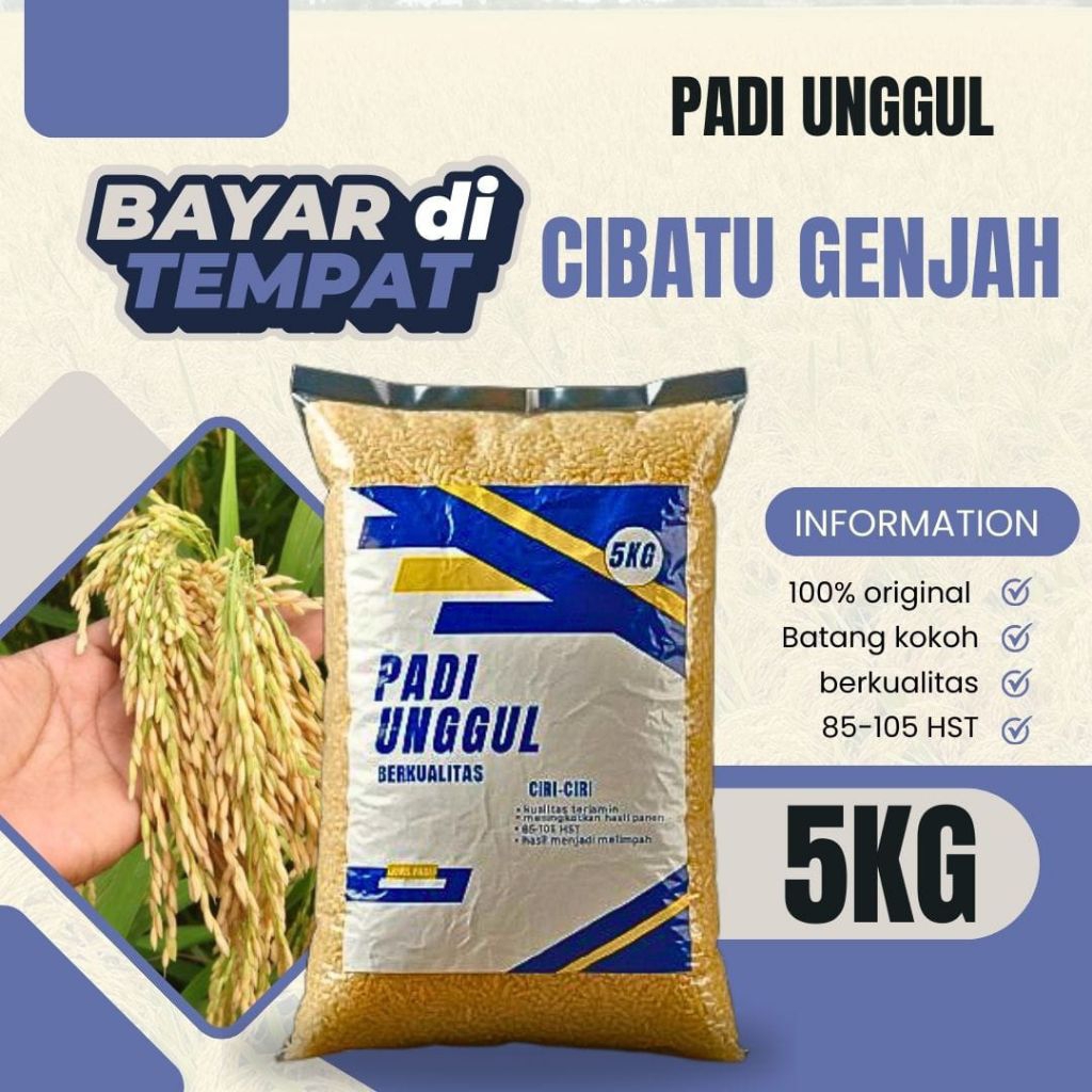BENIH PADI CIBATU GENJAH 5KG