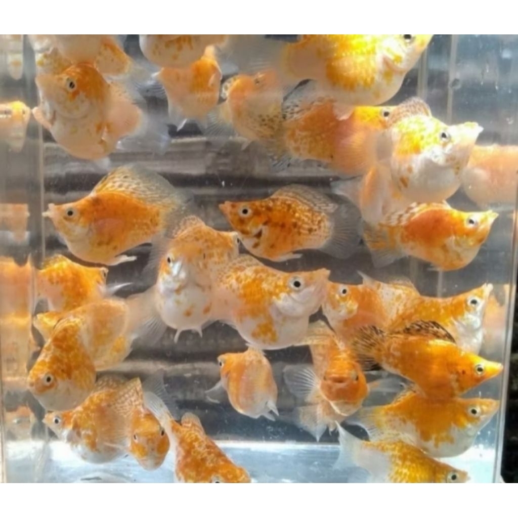 Molly Thai Size M Ikan Hias Bozz Louhan Pekanbaru Hiasan Aquarium |Ikan Hias Bozz Louhan|