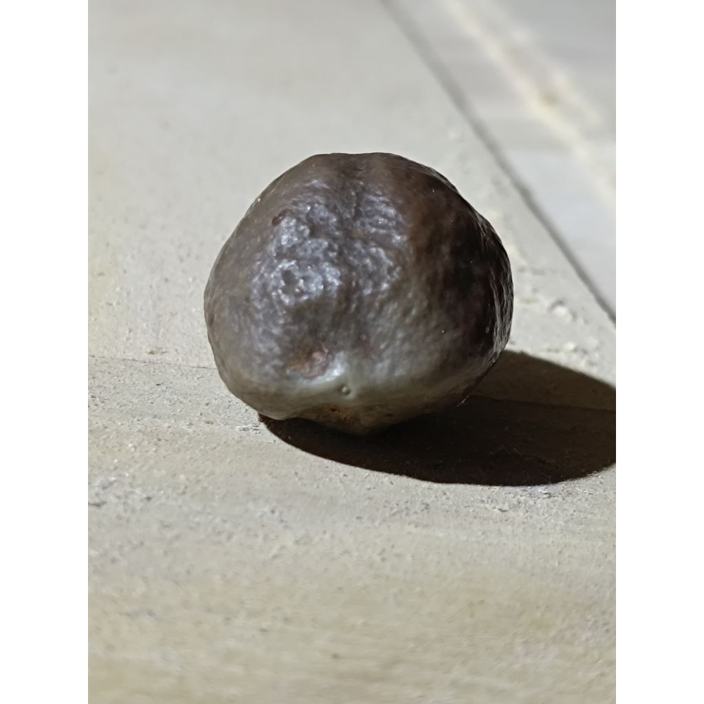 Muncang kemiri adu jenis JAYANTI ORI BIG SIZE