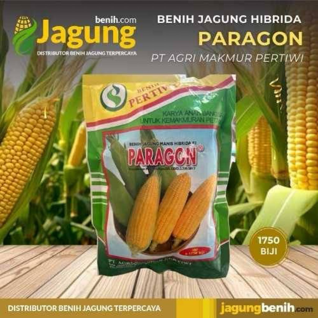 bibit jagung paragon