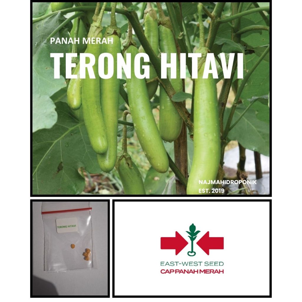 5 Butir Benih Terong Hijau Hitavi Repacking (Panah Merah)