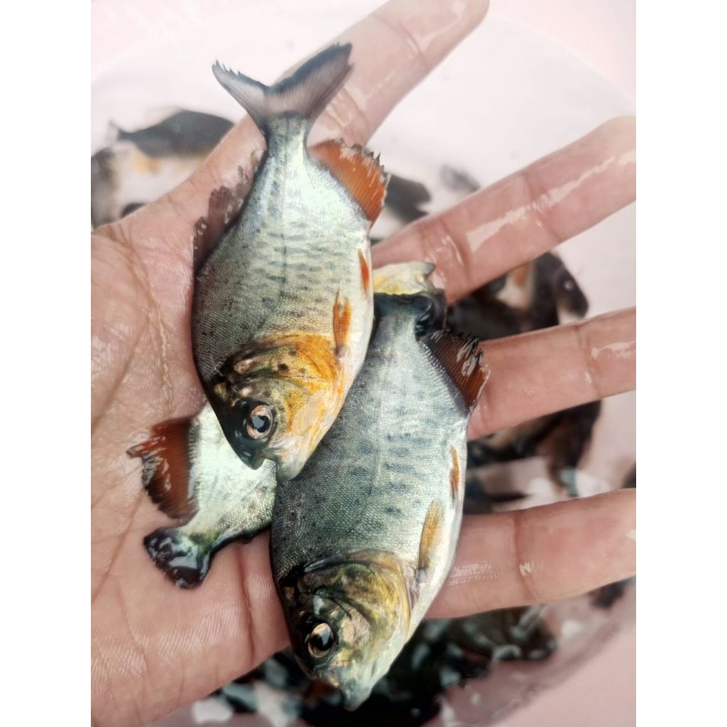 Benih ikan bawal 2jarian isi 100 ekor