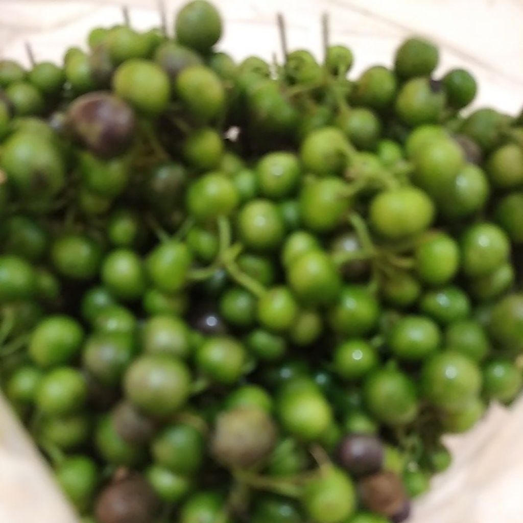 Sayur Leenca Lenca Leunca segar