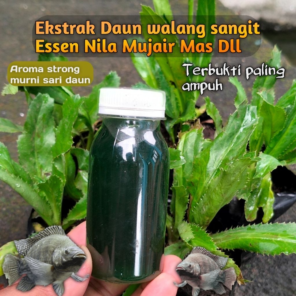 Essen daun walang sangit - Ekstrak daun walang sangit - Aroma umpan alami nila mujaer ikan mas dll