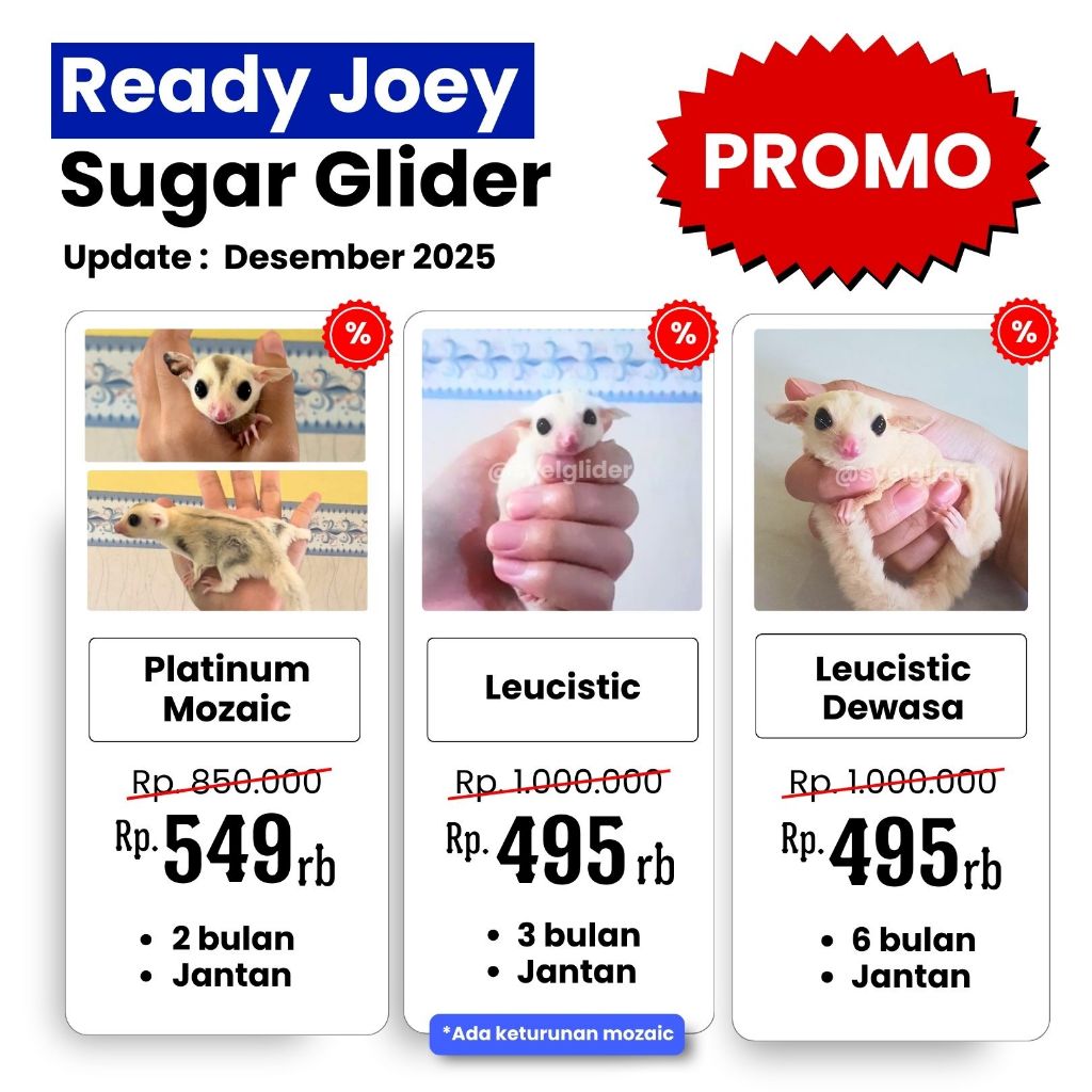 LINK CO SUGAR GLIDER PLATINUM MOZAIC LEUCISTIC CLASSIC GREY WHITE FACE RINGTAIL