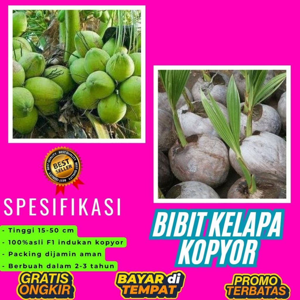 PROMO  Bibit Kelapa Kopyor, Bibit Kelapa Kopyor Asli, Bibit Kelapa Kopyor Bersertifikat