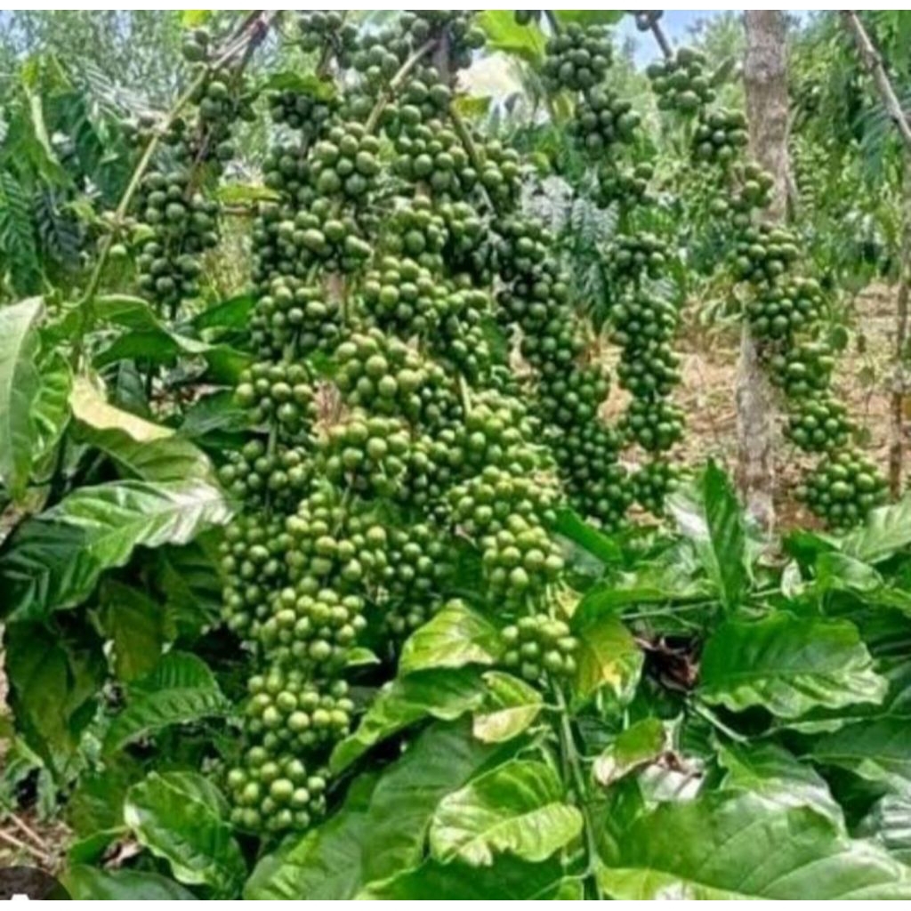 Bibit kopi stek jenis bagio untuk budidaya kopi yng berkualitas ,10 biji